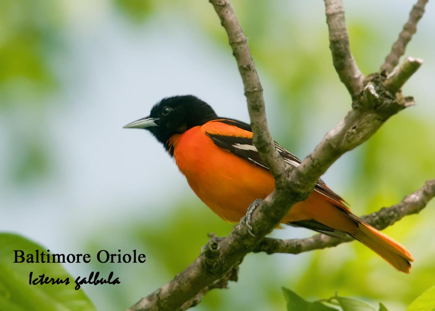 Baltimore Oriole